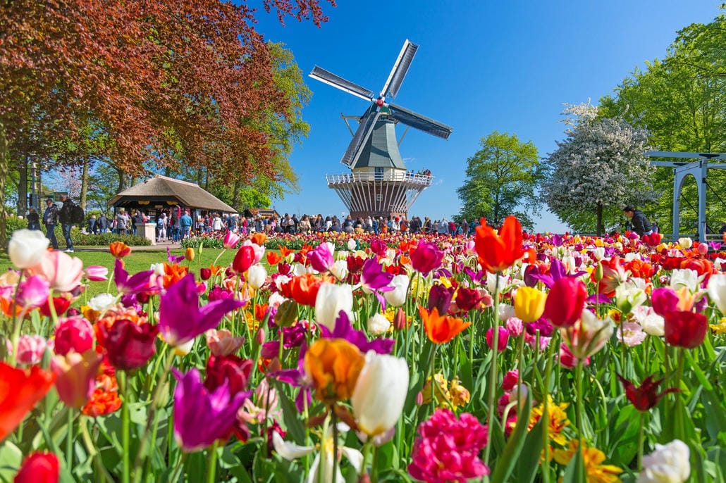 Chiêm Ngưỡng Vườn hoa Keukenhof - Vườn hoa lớn nhất thế giới