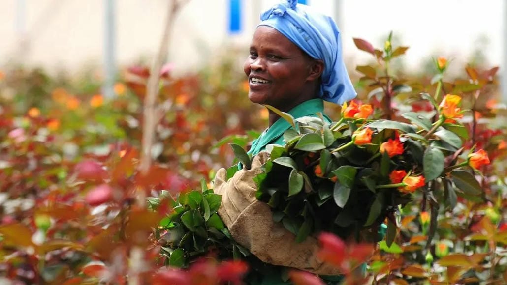 Ngành công nghiệp hoa Kenya trên con đường phát triển bền vững