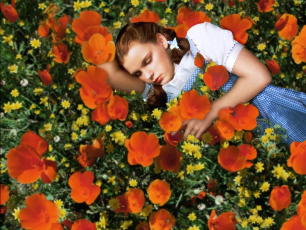 The Wizard of Oz - Judy Garland, diễn viên và ca sĩ người Mỹ, đang ngủ trên một cánh đồng hoa đỏ