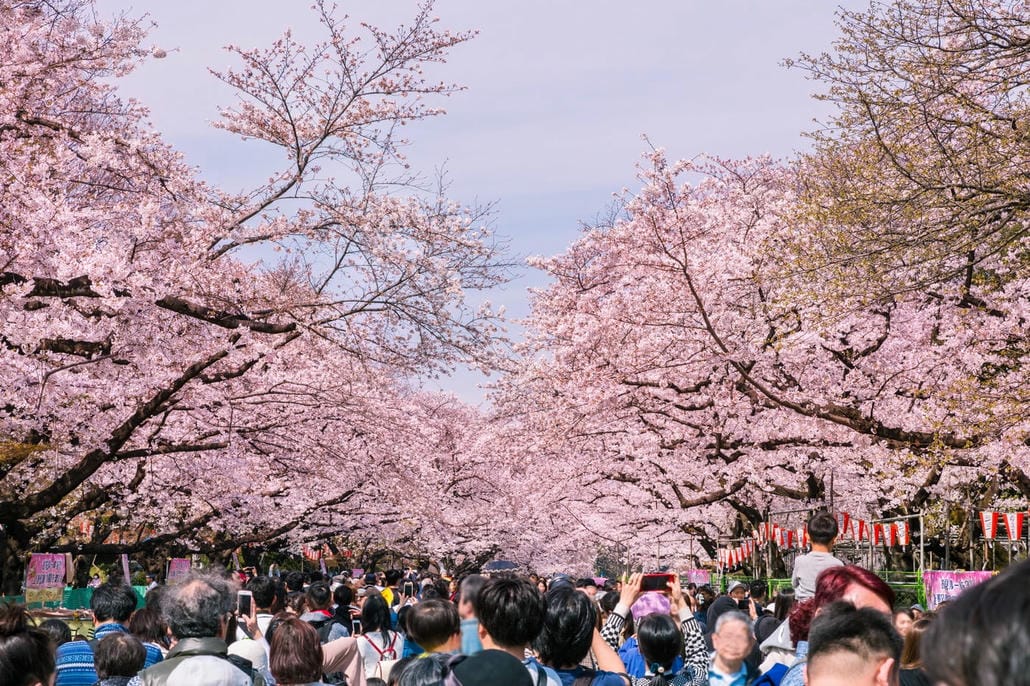 Trái tim của Hanami Lễ hội hoa anh đào Nhật Bản