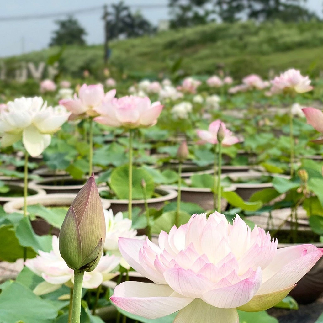 Vườn sen trong khu du lịch tâm linh ở Thái Bình, Việt Nam
